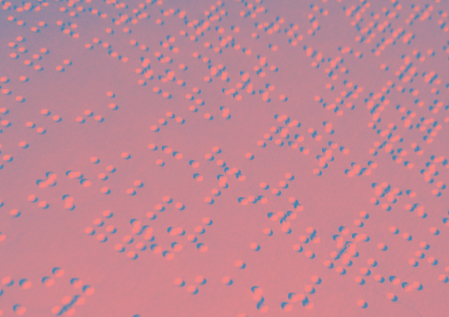 Photo d'un texte en braille illustrant le service Crit'Access